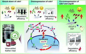 Graphical abstract: Promotion of feather waste recycling by enhancing the reducing power and keratinase activity of Streptomyces sp. SCUT-3
