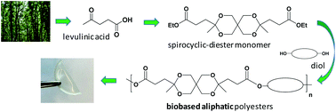 Graphical abstract: Biobased aliphatic polyesters from a spirocyclic dicarboxylate monomer derived from levulinic acid