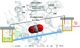 Graphical abstract: CO2(aq) concentration–dependent CO2 fixation via carboxylation by decarboxylase