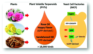 Graphical abstract: Production of plant volatile terpenoids (rose oil) by yeast cell factories