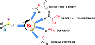 Graphical abstract: Selenium-catalyzed selective reactions of carbonyl derivatives: state-of-the-art and future challenges