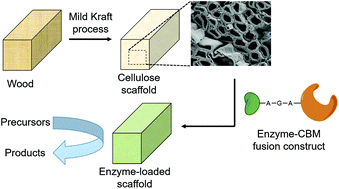 Graphical abstract: Enzyme immobilisation on wood-derived cellulose scaffolds via carbohydrate-binding module fusion constructs