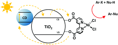 Graphical abstract: Carbon dot/TiO2 nanocomposites as photocatalysts for metallaphotocatalytic carbon–heteroatom cross-couplings