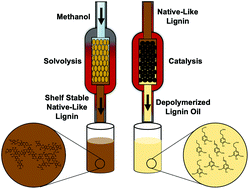 Graphical abstract: Flow-through solvolysis enables production of native-like lignin from biomass
