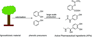 Graphical abstract: Production of active pharmaceutical ingredients (APIs) from lignin-derived phenol and catechol