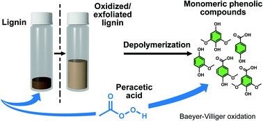 Graphical abstract: Role of peracetic acid on the disruption of lignin packing structure and its consequence on lignin depolymerisation