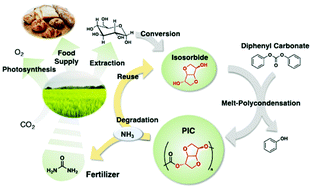 Graphical abstract: Plastics to fertilizers: chemical recycling of a bio-based polycarbonate as a fertilizer source