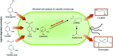 Graphical abstract: Microbial utilization of lignin-derived aromatics via a synthetic catechol meta-cleavage pathway