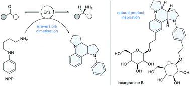 Graphical abstract: N-Phenylputrescine (NPP): a natural product inspired amine donor for biocatalysis