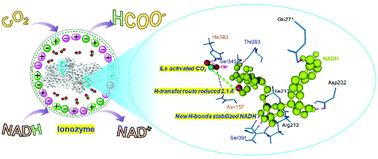 Graphical abstract: Ionozyme: ionic liquids as solvent and stabilizer for efficient bioactivation of CO2