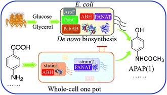 Graphical abstract: De novo biosynthesis and whole-cell catalytic production of paracetamol on a gram scale in Escherichia coli
