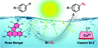 Graphical abstract: Bioinspired photocatalysed C–H fluoroalkylation of arenes in water promoted by native vitamin B12 and Rose Bengal