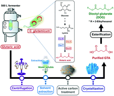 Graphical abstract: Development of a bio-chemical route to C5 plasticizer synthesis using glutaric acid produced by metabolically engineered Corynebacterium glutamicum