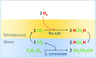 Graphical abstract: Bio-energy conversion with carbon capture and utilization (BECCU): integrated biomass fermentation and chemo-catalytic CO2 hydrogenation for bioethanol and formic acid co-production