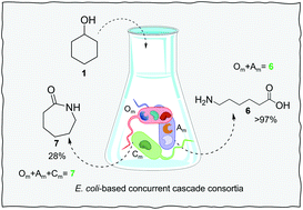 Graphical abstract: One-pot biocatalytic synthesis of nylon monomers from cyclohexanol using Escherichia coli-based concurrent cascade consortia