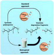 Graphical abstract: Enzymatic degradation of synthetic polyisoprenes via surfactant-free polymer emulsification