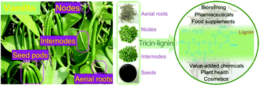 Graphical abstract: Strikingly high amount of tricin-lignin observed from vanilla (Vanilla planifolia) aerial roots