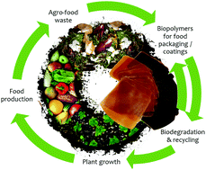 Graphical abstract: A second life for fruit and vegetable waste: a review on bioplastic films and coatings for potential food protection applications