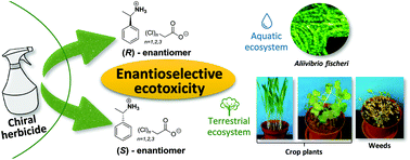 Graphical abstract: The need to change the approach to the safe use of herbicides by developing chiral and environmentally friendly formulations: a series of enantioselective (R)- and (S)-phenylethylammonium chloroacetates