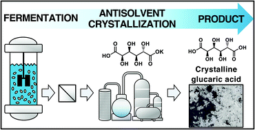 Graphical abstract: Separation of bio-based glucaric acid via antisolvent crystallization and azeotropic drying