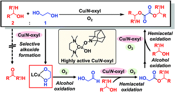 Graphical abstract: Cu/N-Oxyl-catalyzed aerobic oxidative esterification to oxalic acid diesters from ethylene glycol via highly selective intermolecular alcohol oxidation