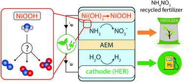 Graphical abstract: Pathways of ammonia electrooxidation on nickel hydroxide anodes and an alternative route towards recycled fertilizers