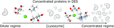 Graphical abstract: Deep eutectic solvents for the preservation of concentrated proteins: the case of lysozyme in 1 : 2 choline chloride : glycerol
