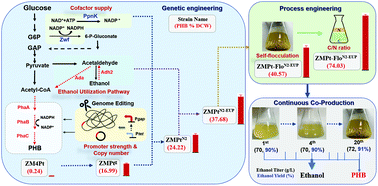 Graphical abstract: Metabolic engineering of Zymomonas mobilis for continuous co-production of bioethanol and poly-3-hydroxybutyrate (PHB)