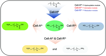 Graphical abstract: Multi-enzymatic cascade reactions with Escherichia coli-based modules for synthesizing various bioplastic monomers from fatty acid methyl esters