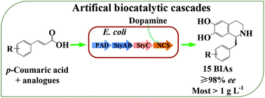 Graphical abstract: Construction of biocatalytic cascades for the synthesis of benzylisoquinoline alkaloids from p-coumaric acid derivatives and dopamine
