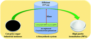 Graphical abstract: Efficient and economical biosynthesis of high-purity isomaltulose from sugar industrial waste molasses using an engineered Corynebacterium glutamicum strain