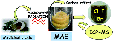 Graphical abstract: Microwave-assisted extraction for further Cl, Br, and I determination in medicinal plants by ICP-MS: a study of carbon interferences