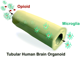 Graphical abstract: Tubular human brain organoids to model microglia-mediated neuroinflammation