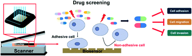 Graphical abstract: Screening anti-metastasis drugs by cell adhesion-induced color change in a biochip