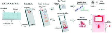 Graphical abstract: Multimodal detection of protein isoforms and nucleic acids from low starting cell numbers
