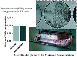 Graphical abstract: Microfluidic platform for monitoring Saccharomyces cerevisiae mutation accumulation
