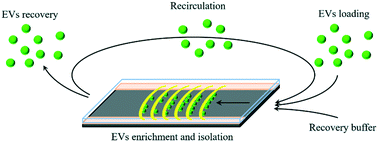 Graphical abstract: Isolation and recovery of extracellular vesicles using optically-induced dielectrophoresis on an integrated microfluidic platform