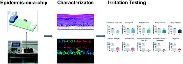 Graphical abstract: Construction of a high fidelity epidermis-on-a-chip for scalable in vitro irritation evaluation