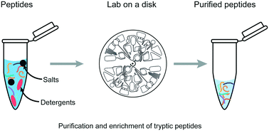 Graphical abstract: Automation of peptide desalting for proteomic liquid chromatography – tandem mass spectrometry by centrifugal microfluidics