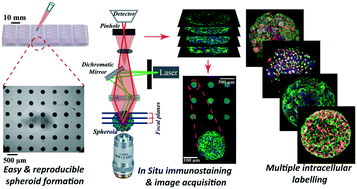 Graphical abstract: Quantifying nanotherapeutic penetration using a hydrogel-based microsystem as a new 3D in vitro platform