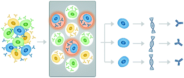 Graphical abstract: Miniaturized single-cell technologies for monoclonal antibody discovery