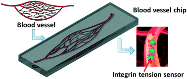 Graphical abstract: Microfluidic chip grafted with integrin tension sensors for evaluating the effects of flowing shear stress and ROCK inhibitor on platelets