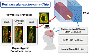 Graphical abstract: On-chip perivascular niche supporting stemness of patient-derived glioma cells in a serum-free, flowable culture