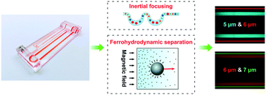 Graphical abstract: Label-free inertial-ferrohydrodynamic cell separation with high throughput and resolution