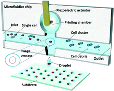 Graphical abstract: Label-free single-cell isolation enabled by microfluidic impact printing and real-time cellular recognition