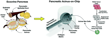 Graphical abstract: Engineering of a functional pancreatic acinus with reprogrammed cancer cells by induced PTF1a expression