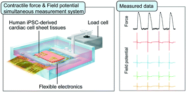 Graphical abstract: Simultaneous measurement of contractile force and field potential of dynamically beating human iPS cell-derived cardiac cell sheet-tissue with flexible electronics