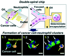Graphical abstract: Microfluidic recapitulation of circulating tumor cell–neutrophil clusters via double spiral channel-induced deterministic encapsulation