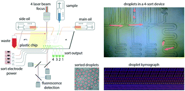 Graphical abstract: Sorting droplets into many outlets