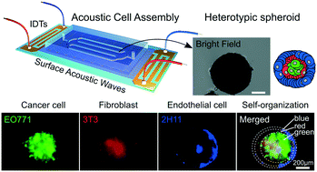 Graphical abstract: Scaffold-free generation of heterotypic cell spheroids using acoustofluidics